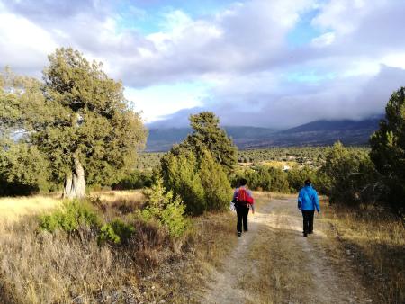 Imagen Paseo entre sabinas