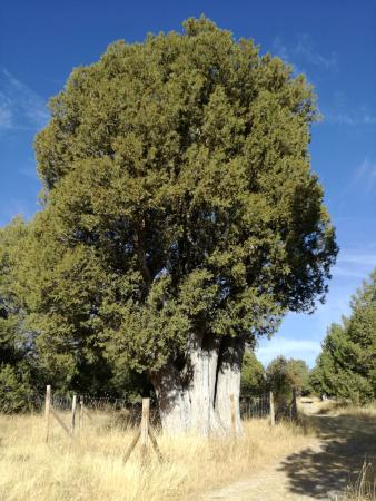 Imagen Sabina Monumental 'La Enebra' de Sigueruelo